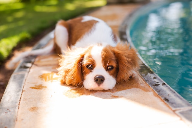 dog near the pool