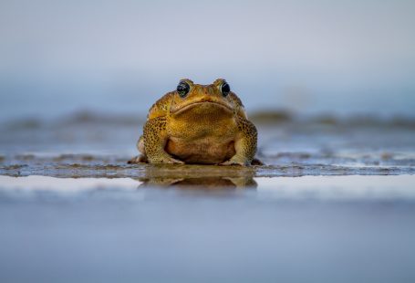 frog near water photo